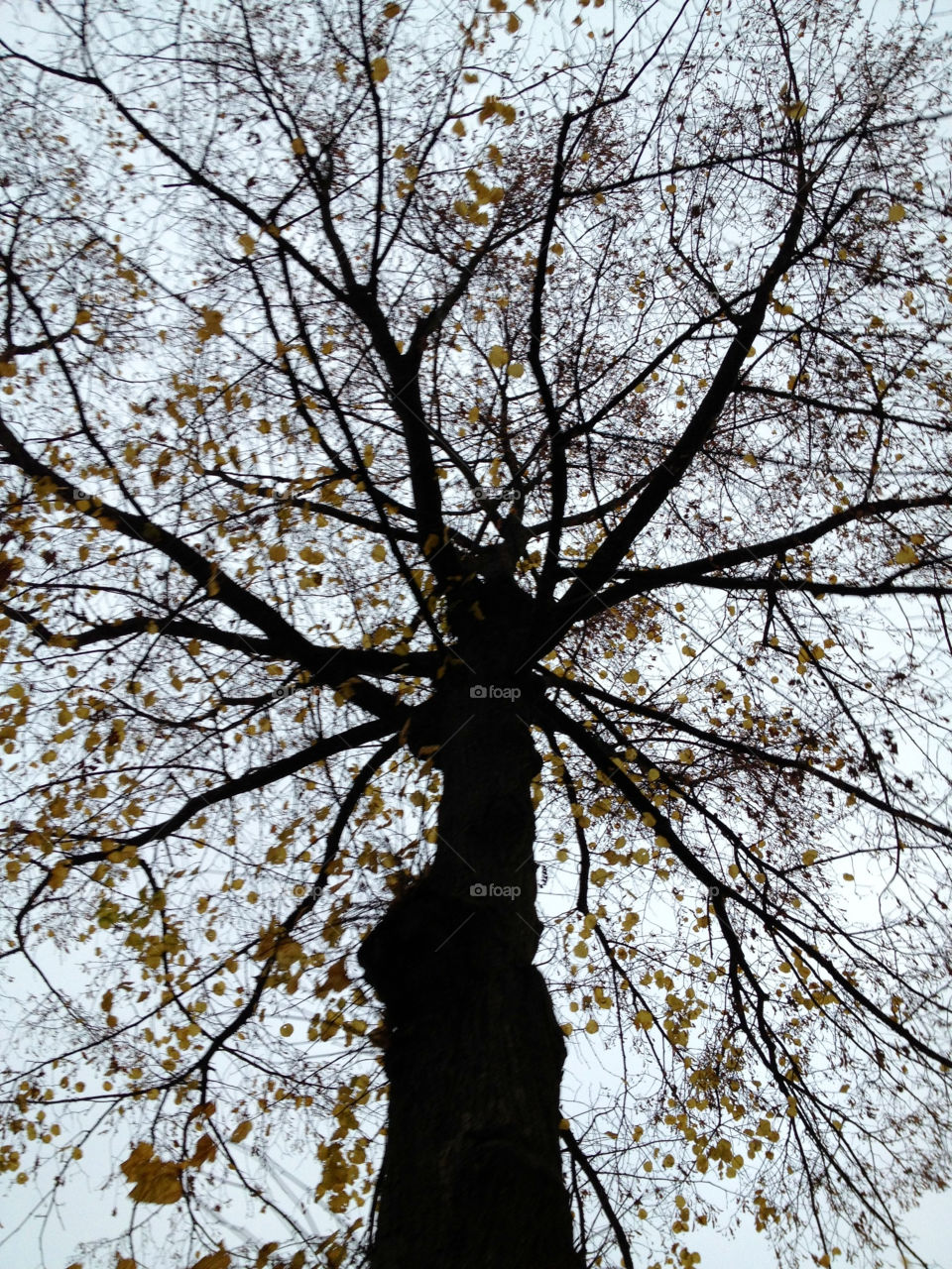 tree autumn träd mission5 by cabday