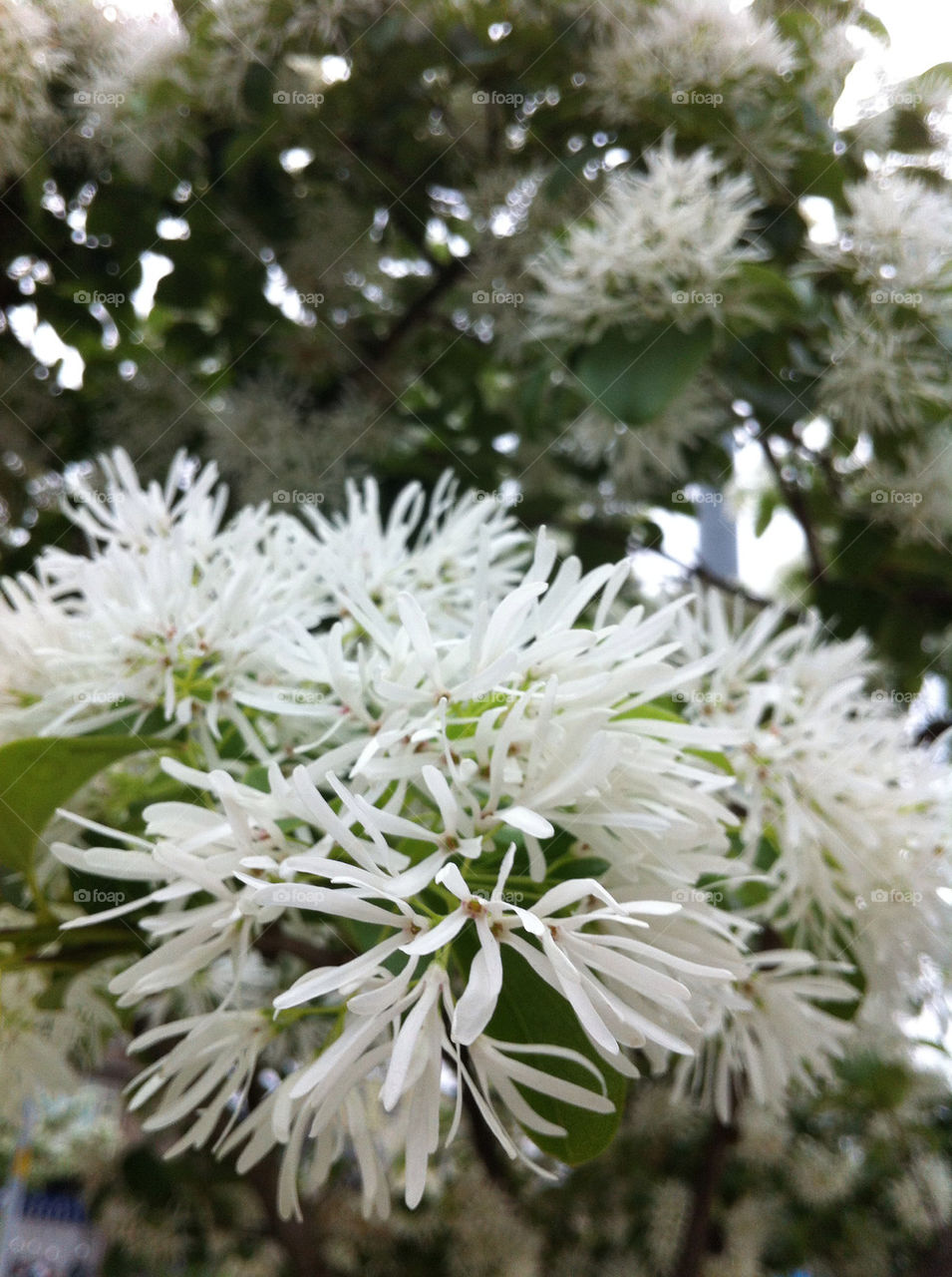 nature flower white tree by jamiewang