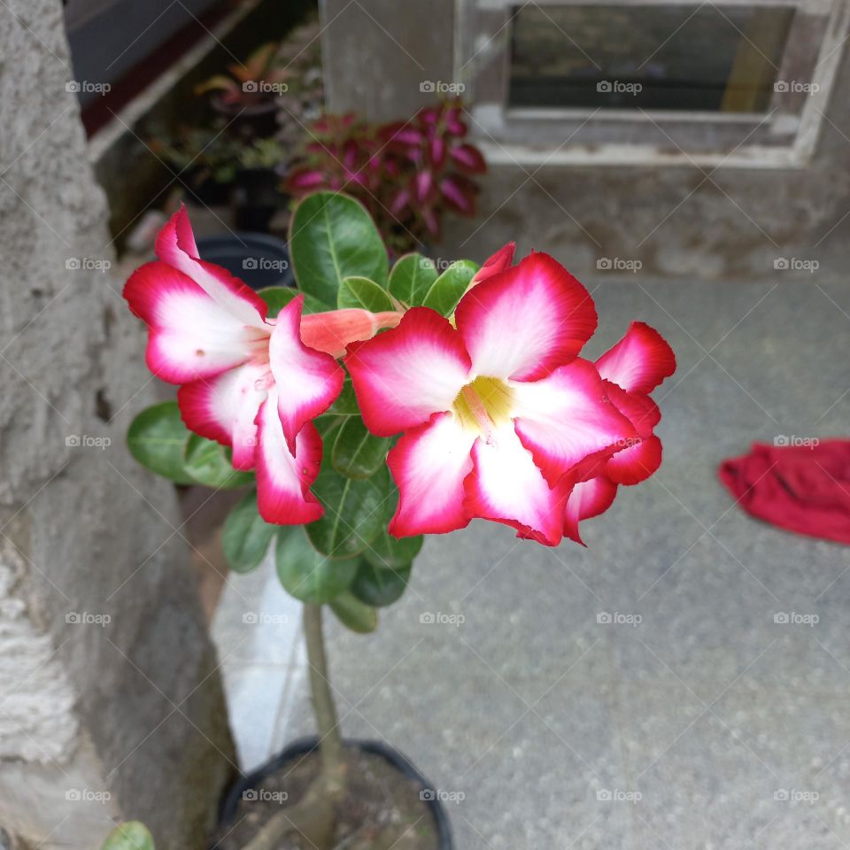 Japanese frangipani or adenium is an ornamental plant species, the stem is large, the lower part resembles a tuber, the stem is not cambium, the roots can enlarge to resemble tubers.