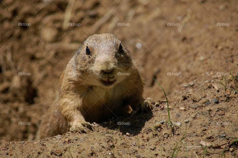 Prairie Dog