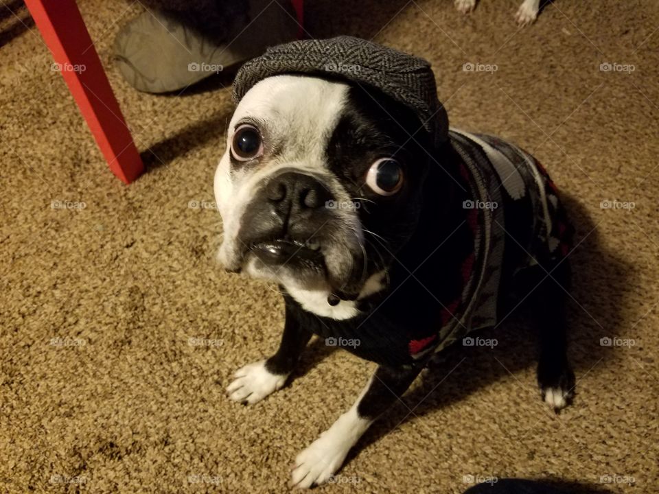 Stinky Pete in his winter duds