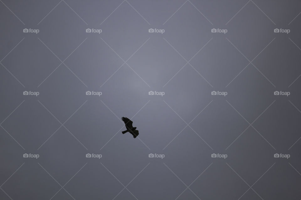 Soaring Eagle Silhouette Beneath Storm Cloud