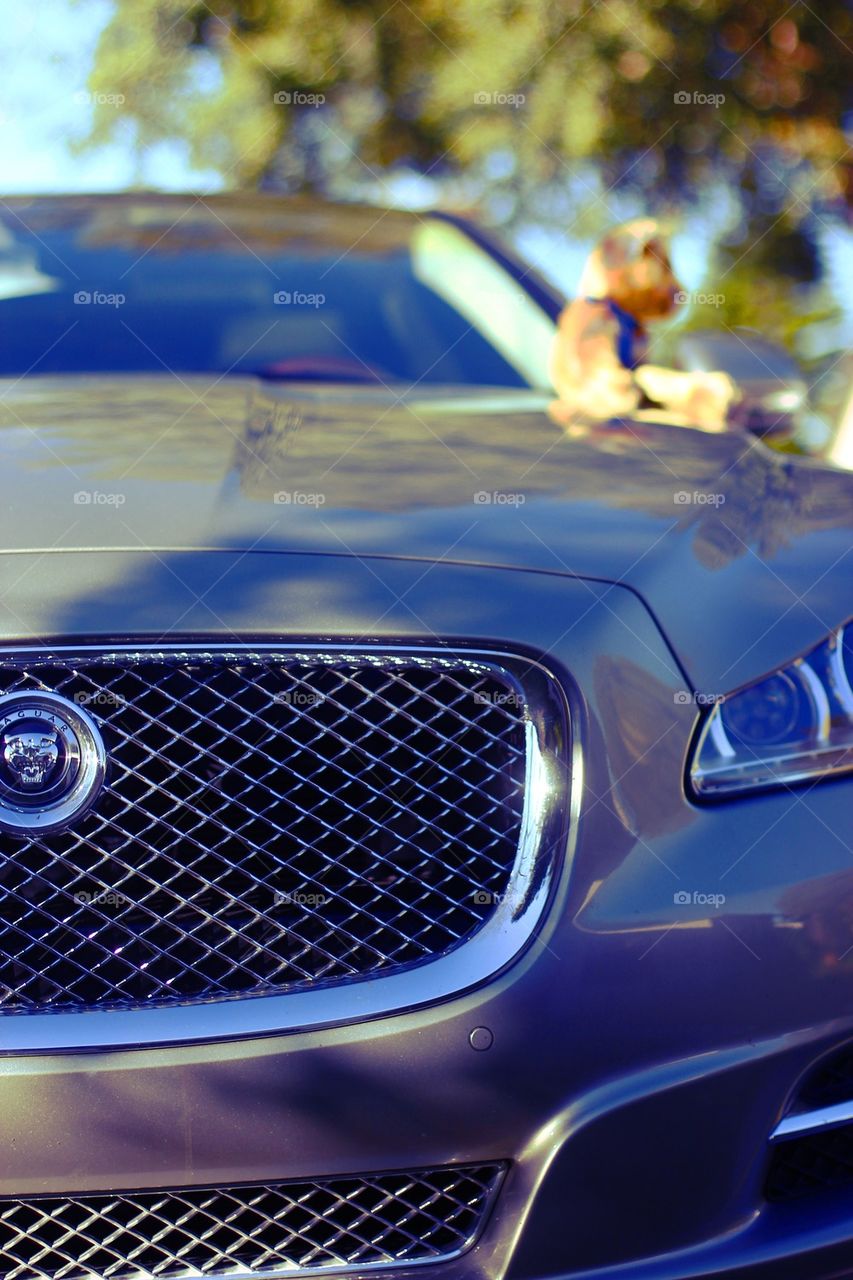 TEDDY BEAR ON LUXURY CAR