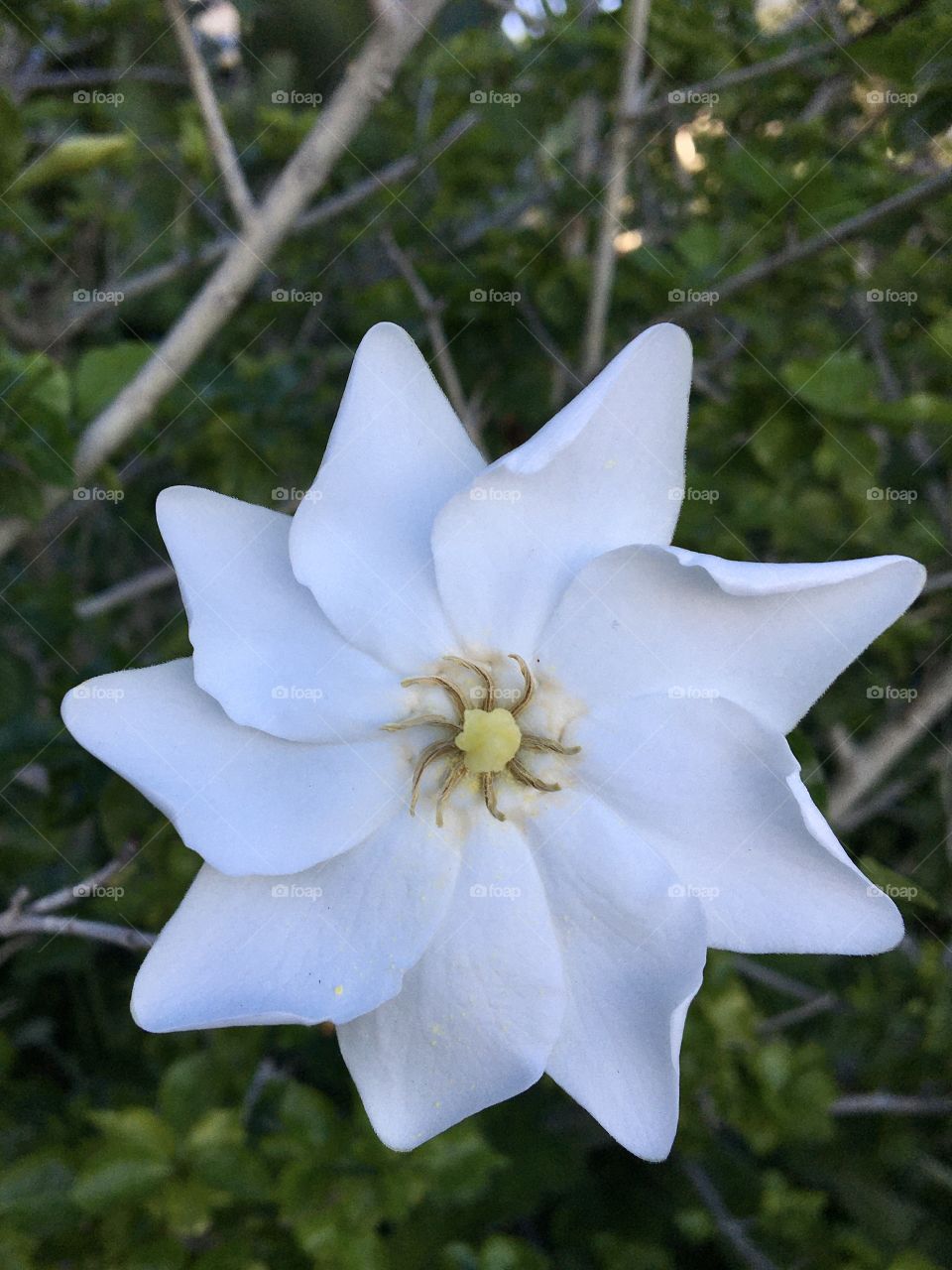 White tropical flower