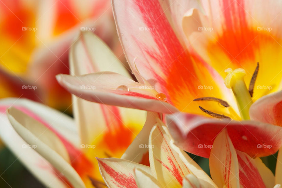 Tulips holland