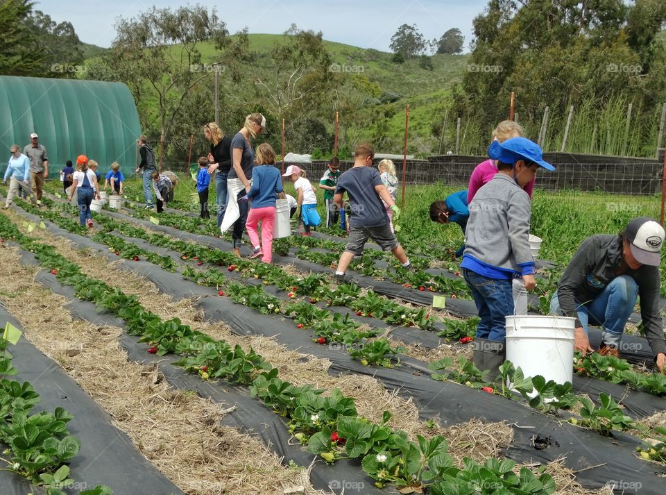 Children Picking Fruit At An Organic Farm
