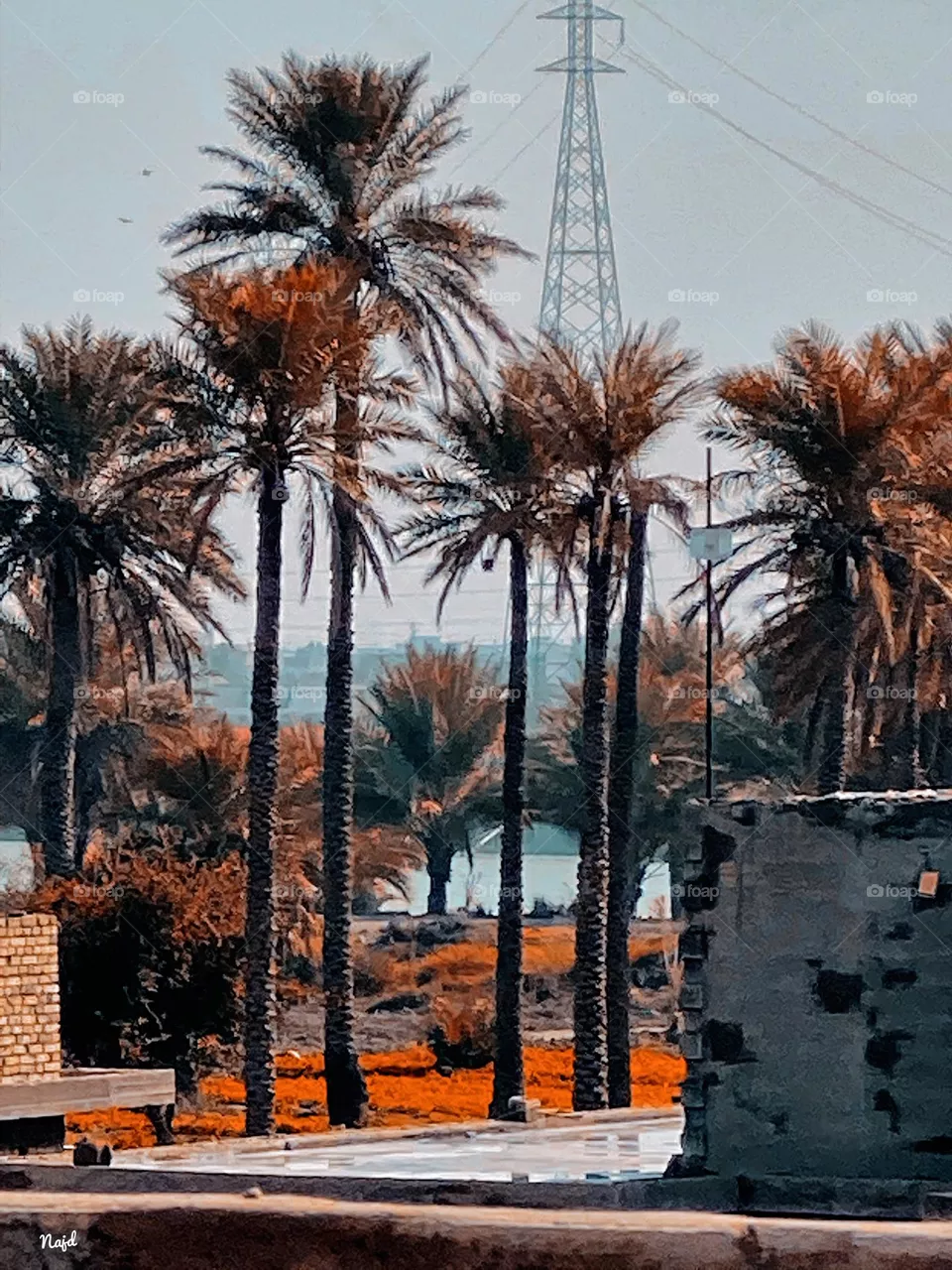 Palm