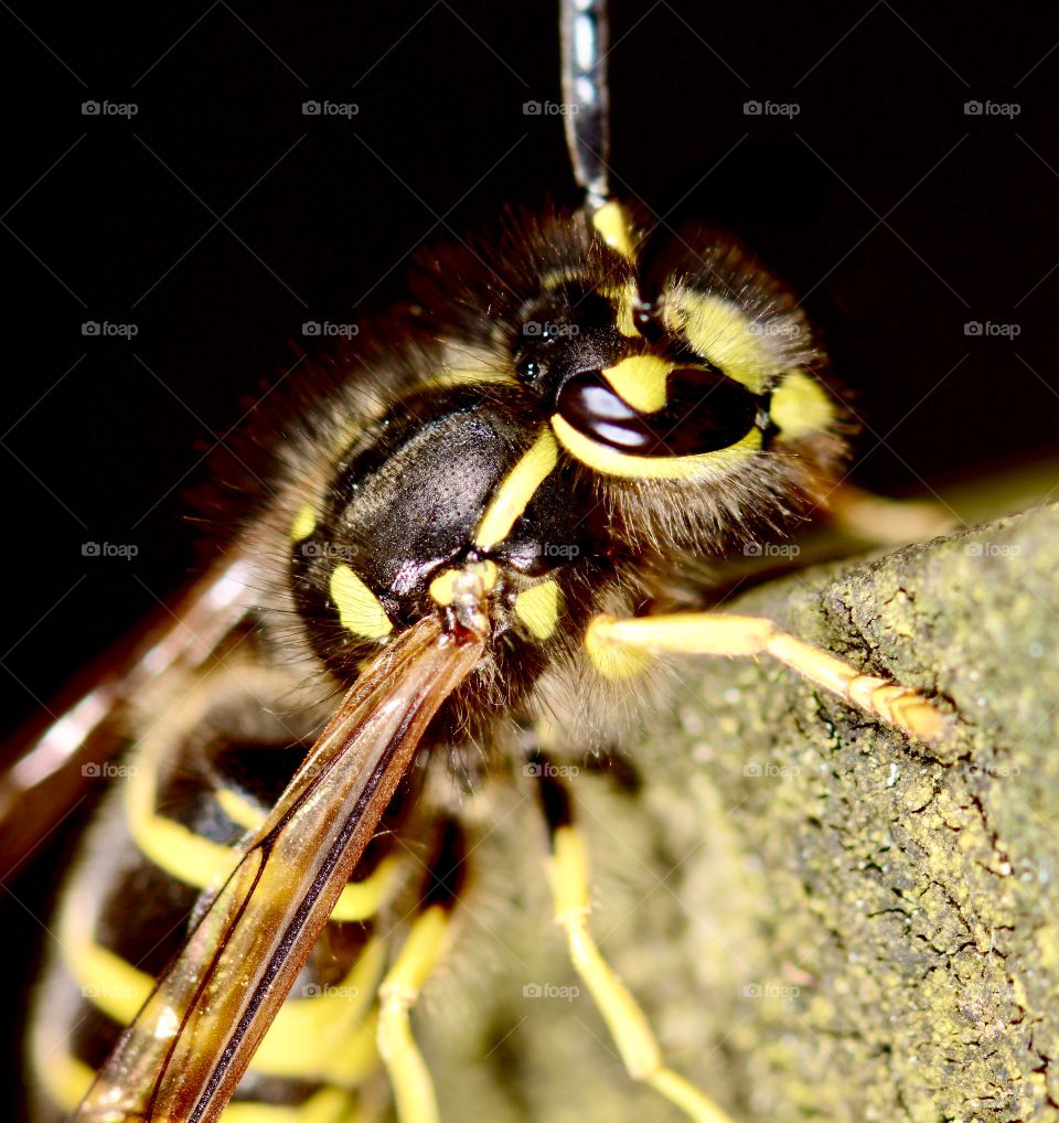 Yellow jacket macro 