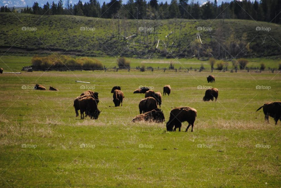Yellowstone Buffalo