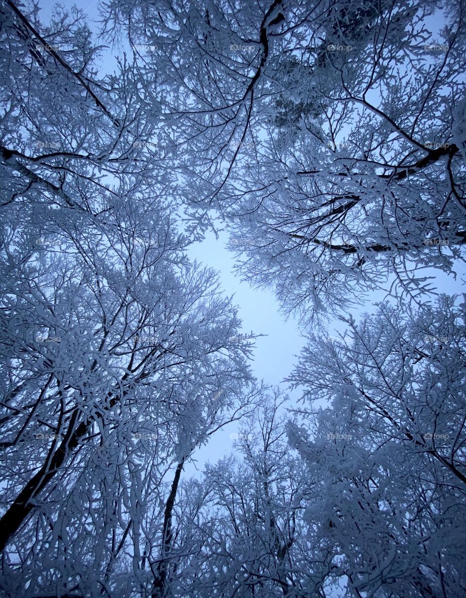 Up through the frosted tops