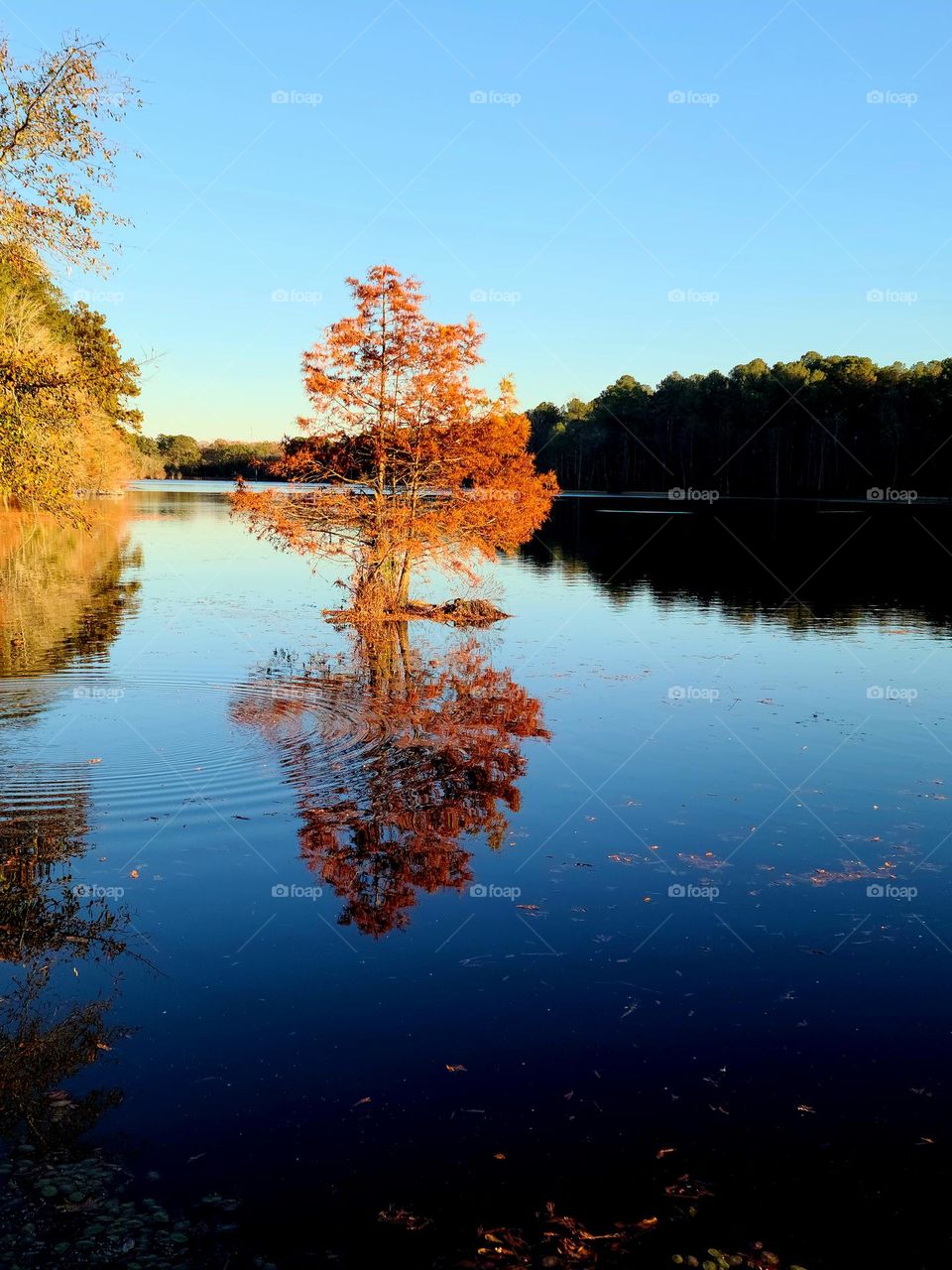 Unique Fall Season Landscape: Beautiful Orange Tree inside the lake with a delightful reflection and color contrast.