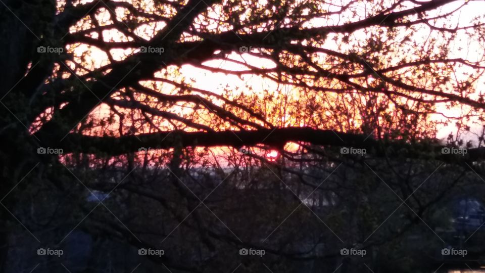 Sun through the tree