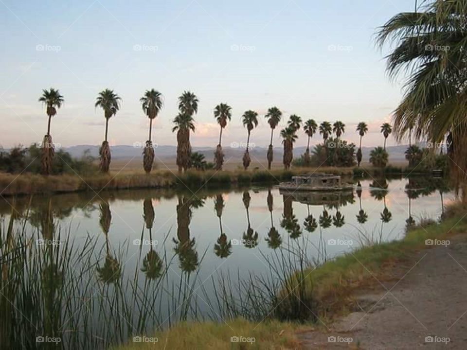 an Oasis in the Mojave Desert on ZZYZX road