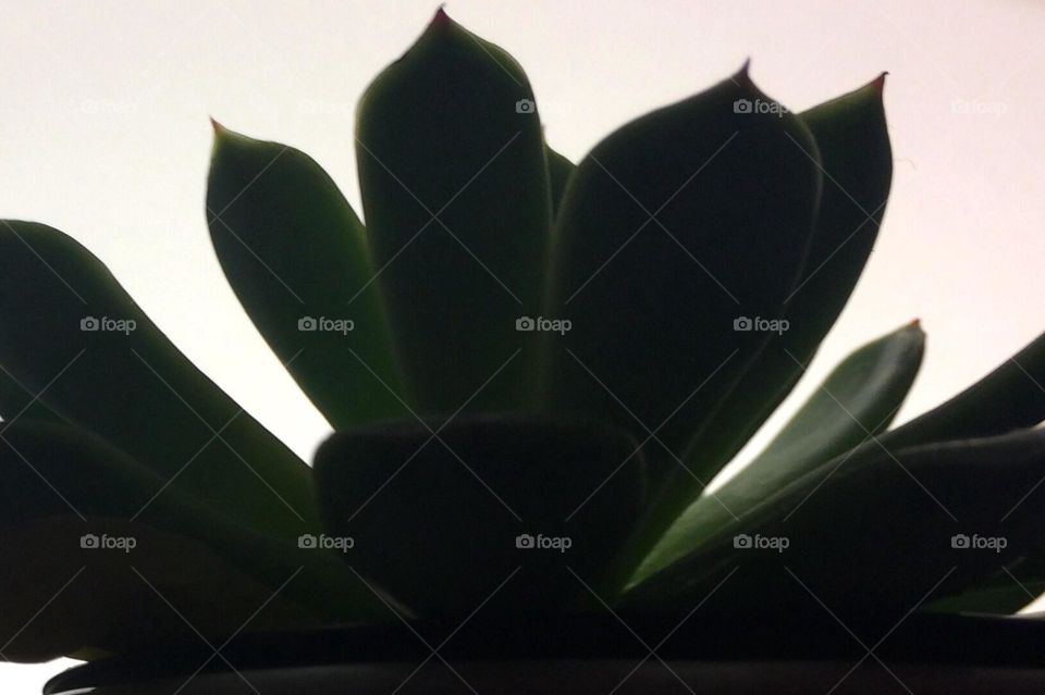 Beautiful Cactus silhouette 