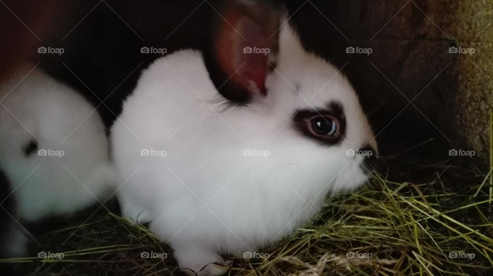 rabbit
