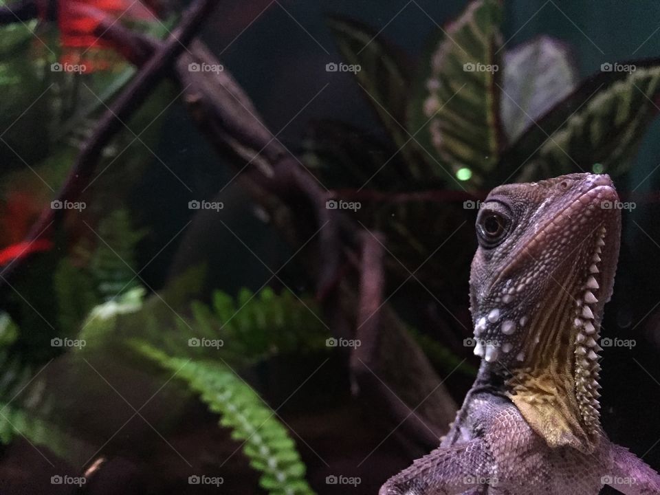 Close up shot on Lizard in the Zoo, Perth Australia.