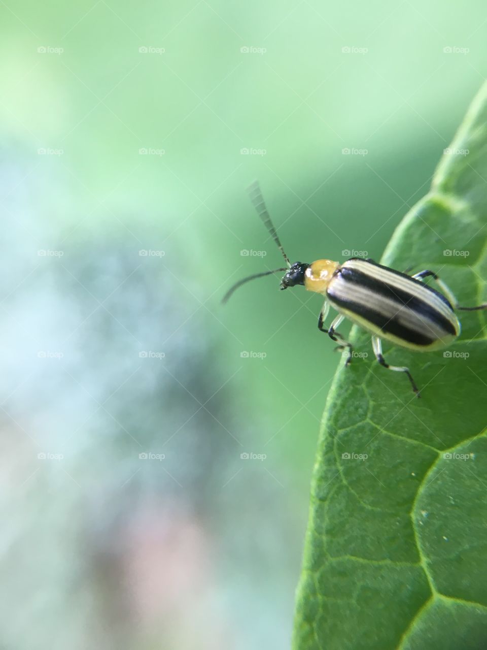 Beetle on leaf