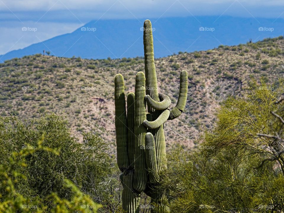 A tall Saguaro cactus appears to embrace the smaller Saguaro next to it