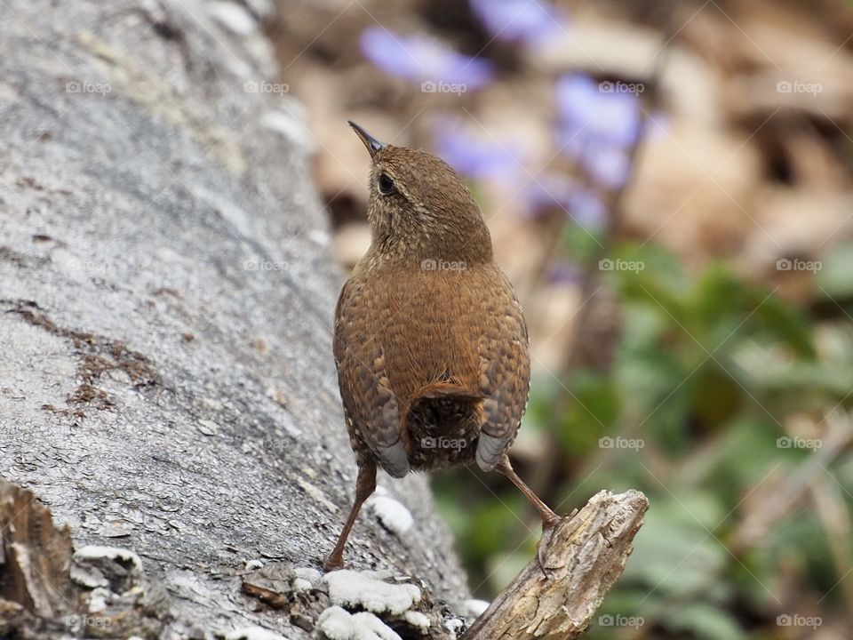 Wren