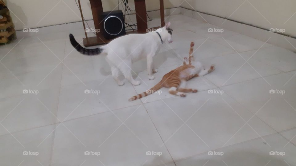 Cats playing on the floor