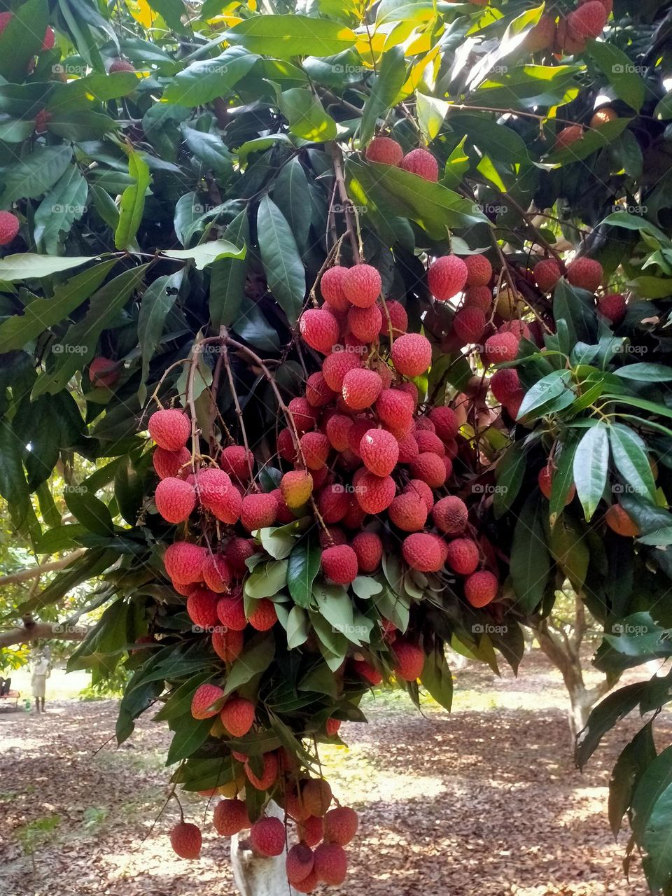 bunch of lucchi 😍