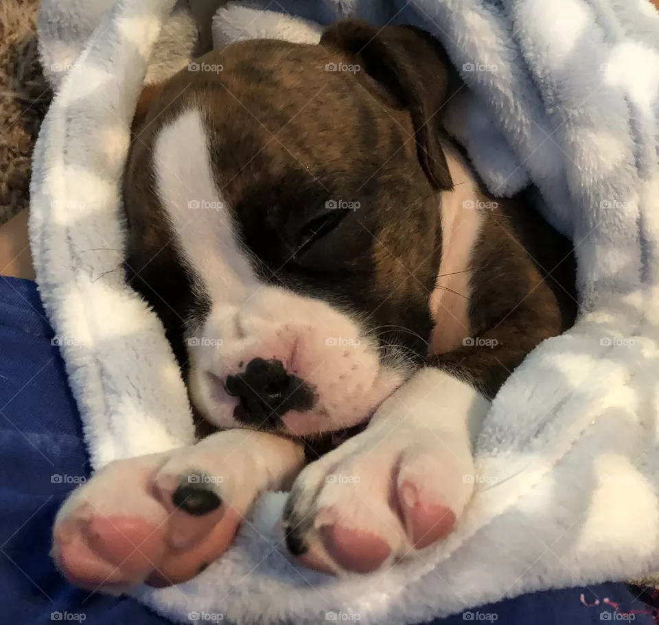 Boxer pup