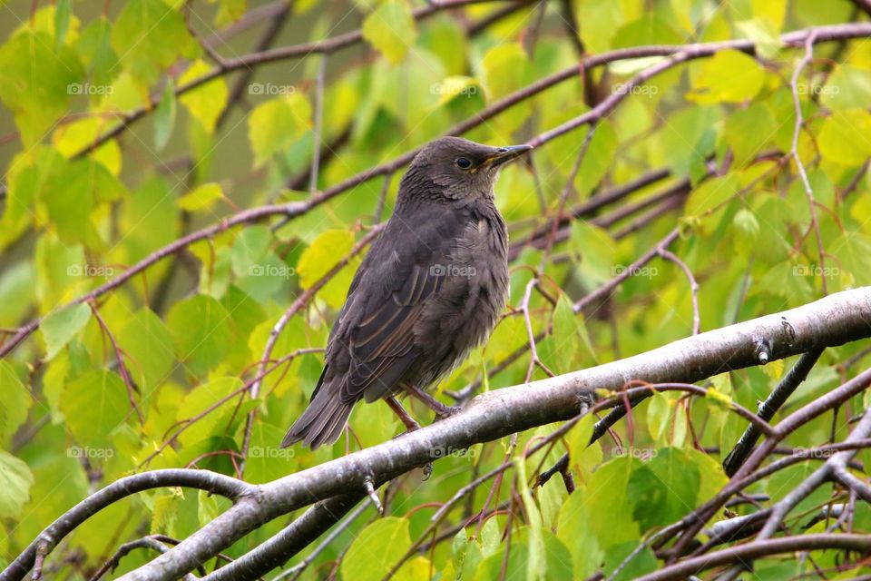 Female blackbird