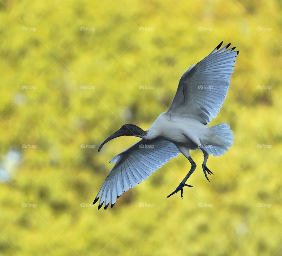 Ibis coming in to land