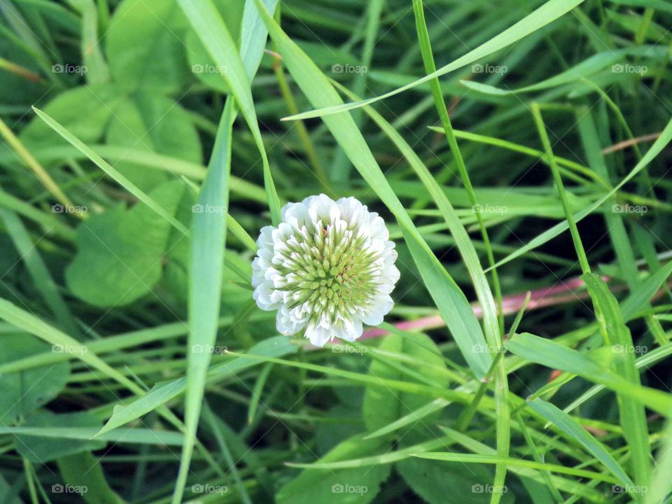 Weißklee im Gras