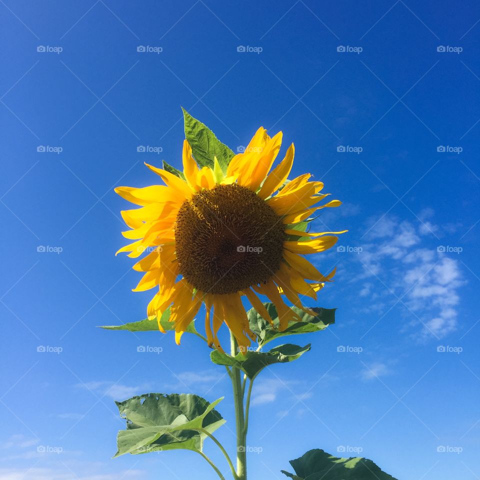 Sunlit sunflower