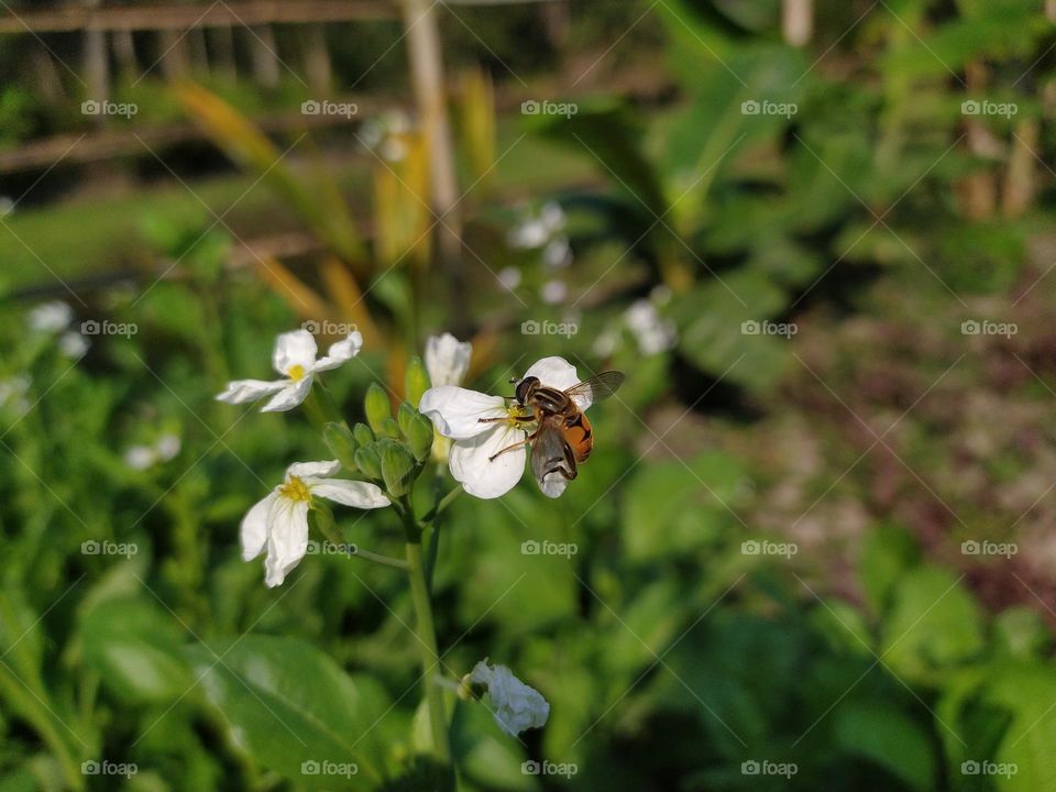 Honey bee collecting nectar from flower