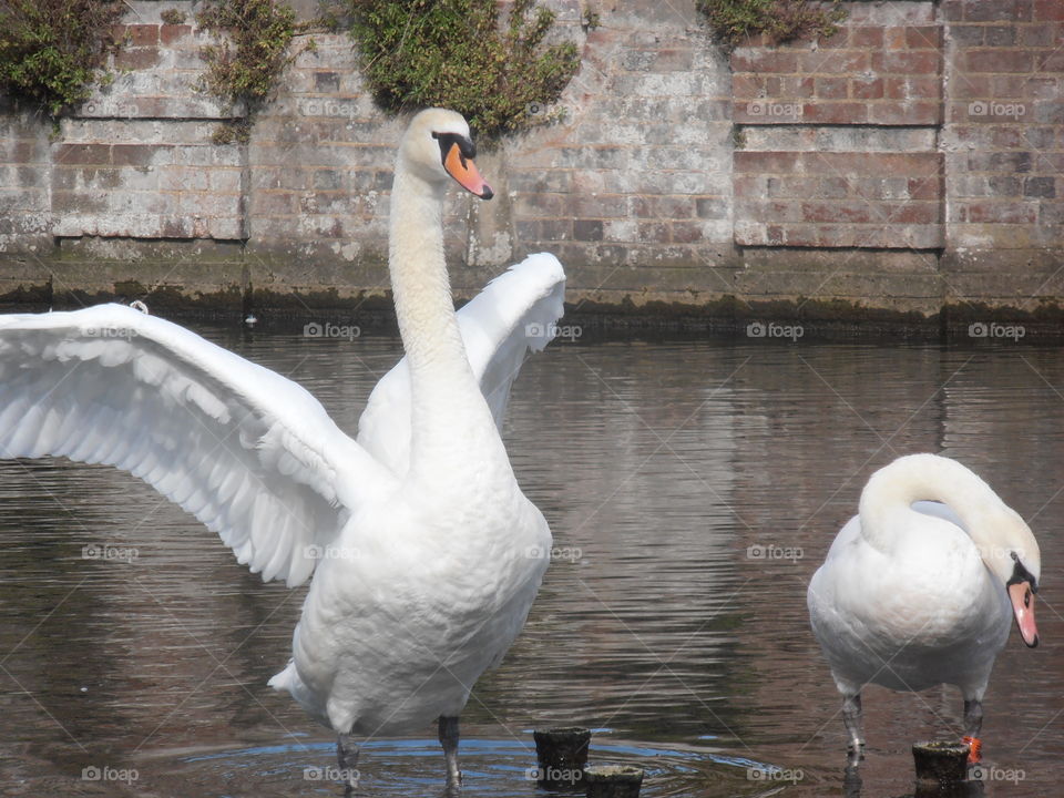 Swans Wings