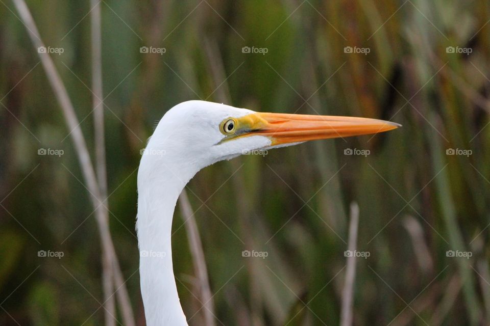 Giant white egret profile