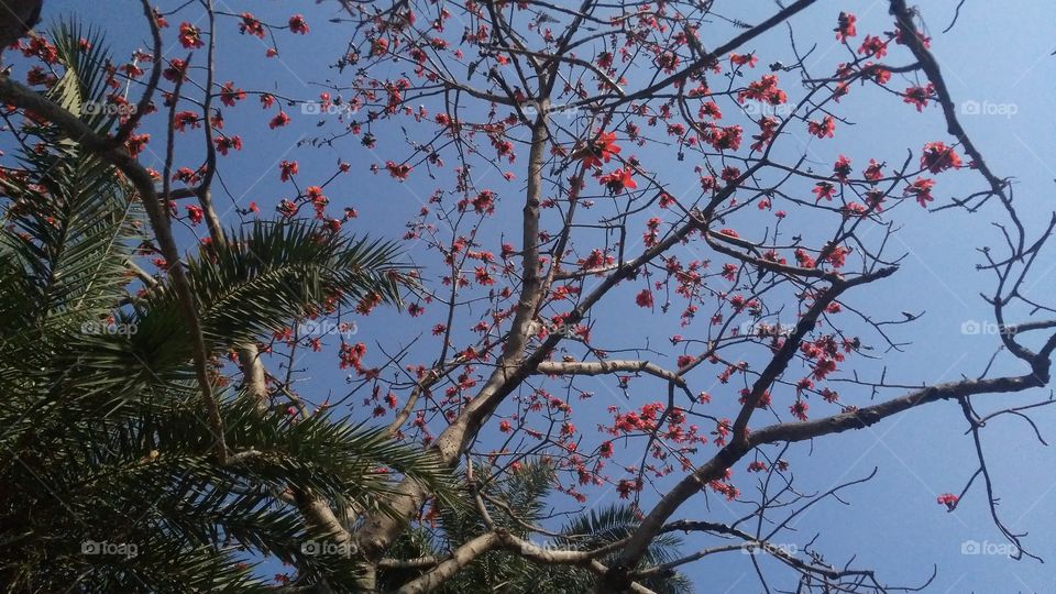 A beautiful scene of flowers in the forest.