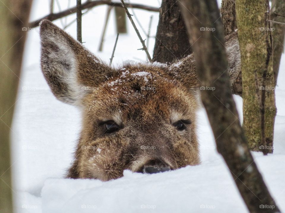 Deer Mont St -Bruno