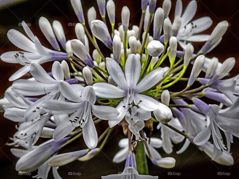 Agapanthus too