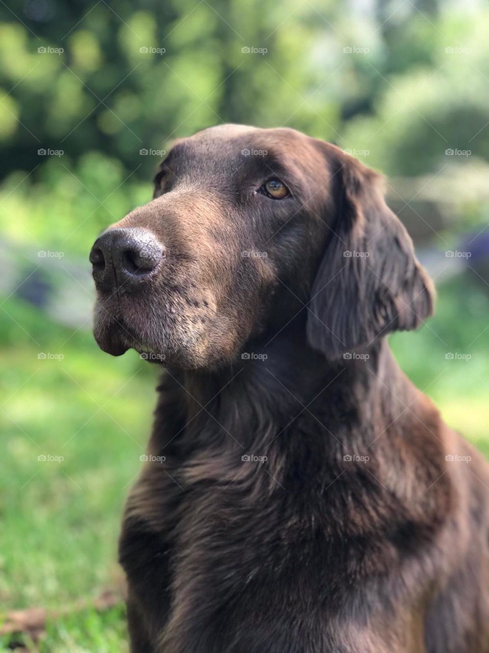 This flatcoat retriever oozes beauty and talent in front of the camera. The background is a lovely blur of greenery that draws the dog to the viewer.