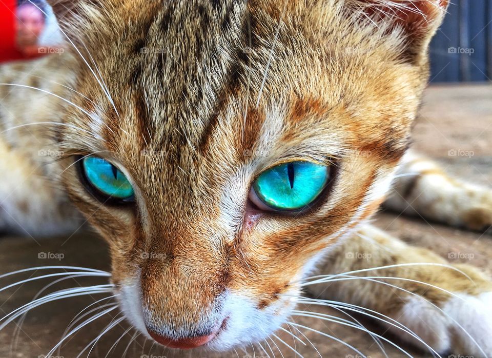 Kitty/cat /blue eyes