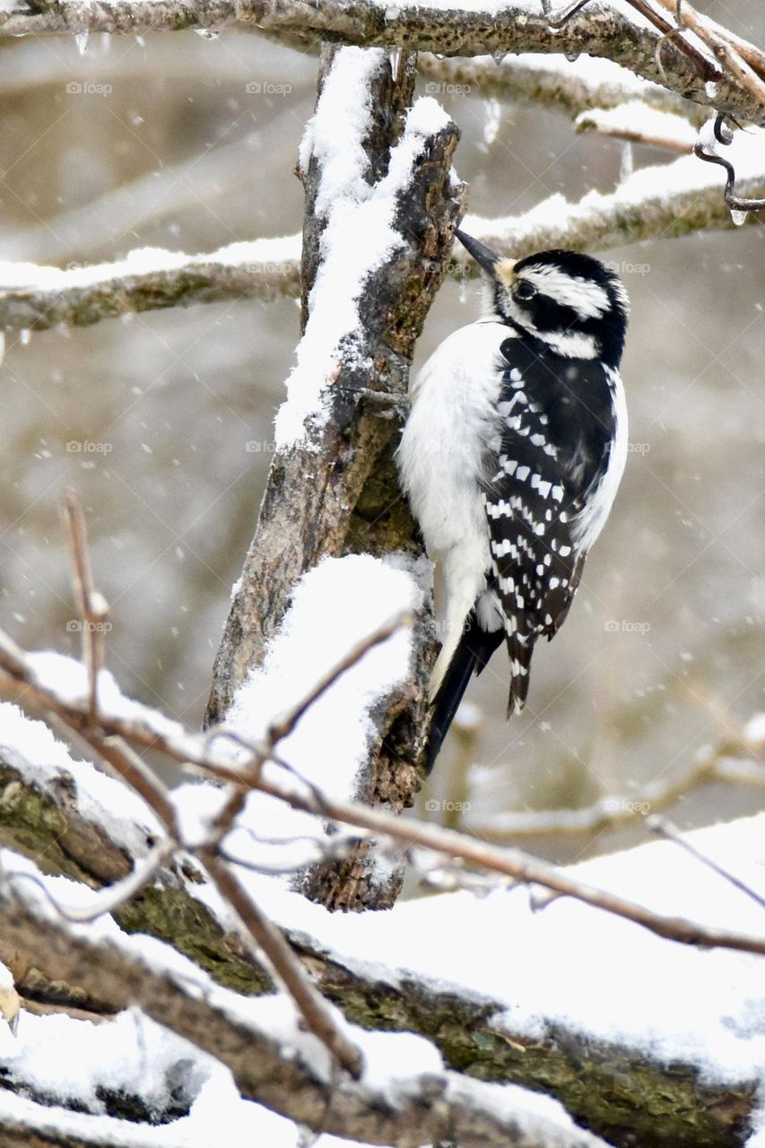 Woodpecker in the winter 