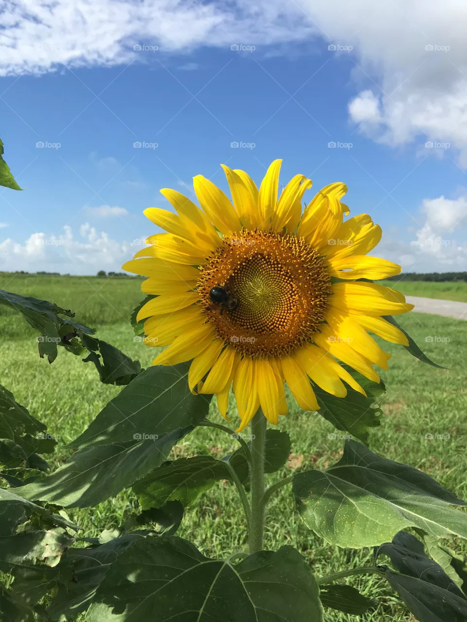 Sunflower