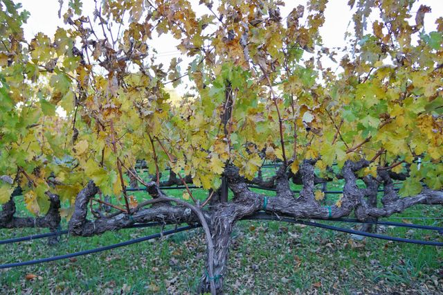 vine