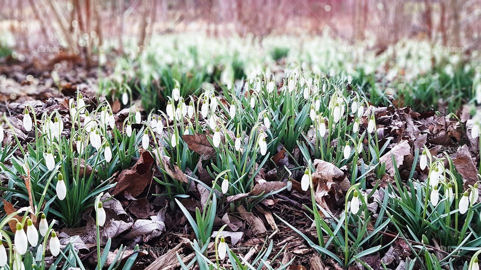 Meadow full of snowdrops