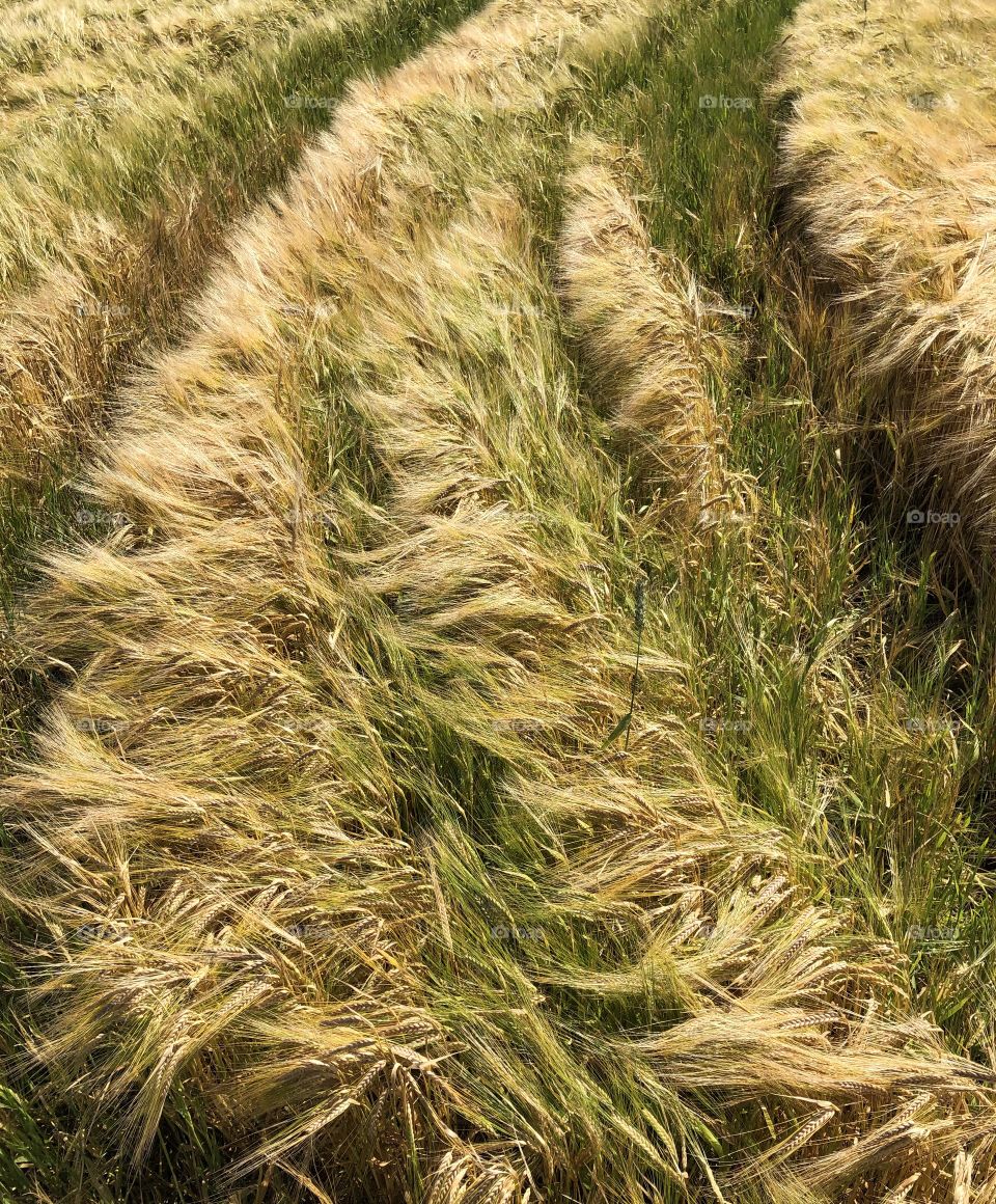 Wheat field at farmers, nature patterm