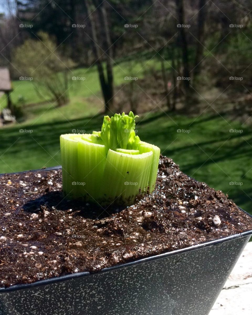 Cloning celery in my back yard. 