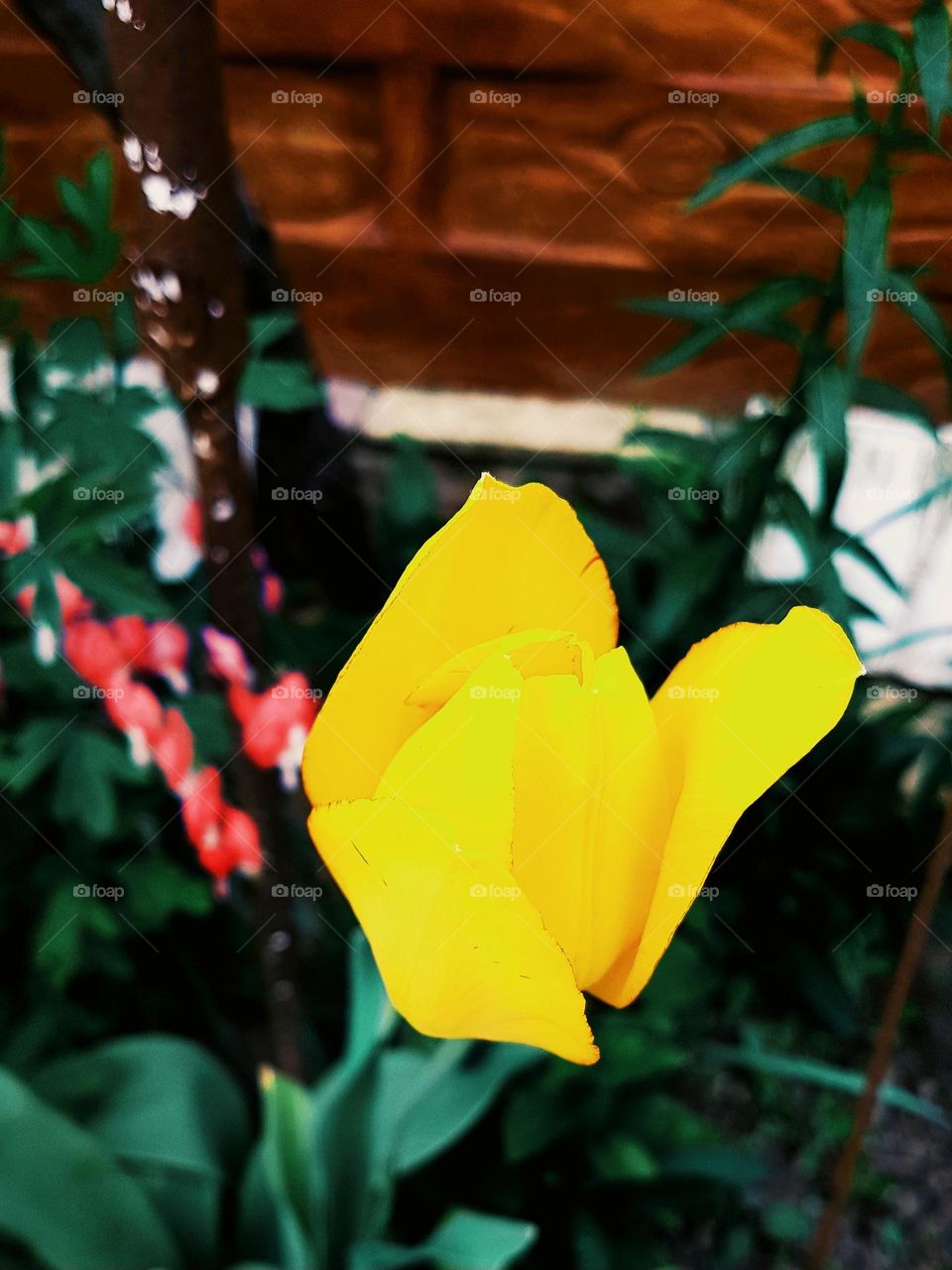 yellow tulip