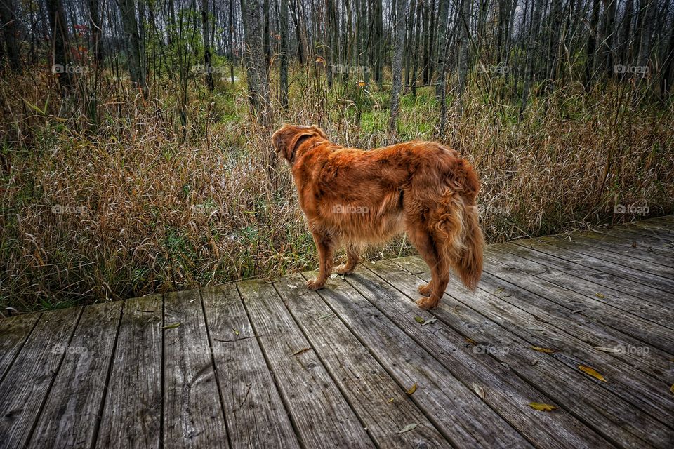 High angle view of dog