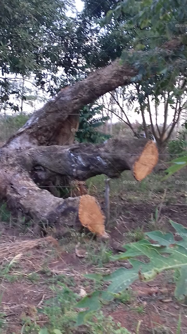troco de árvore seco