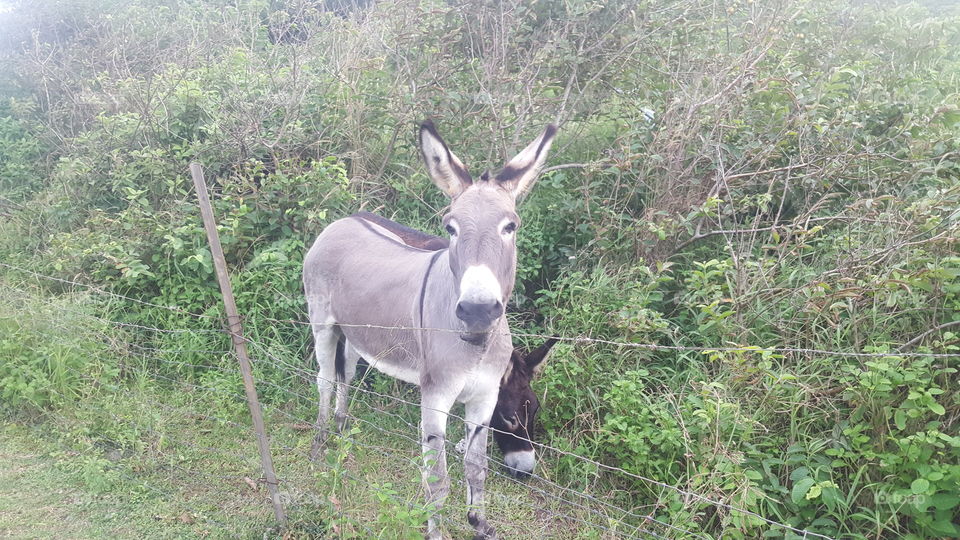 Donkey along side a barbed wire Fence.