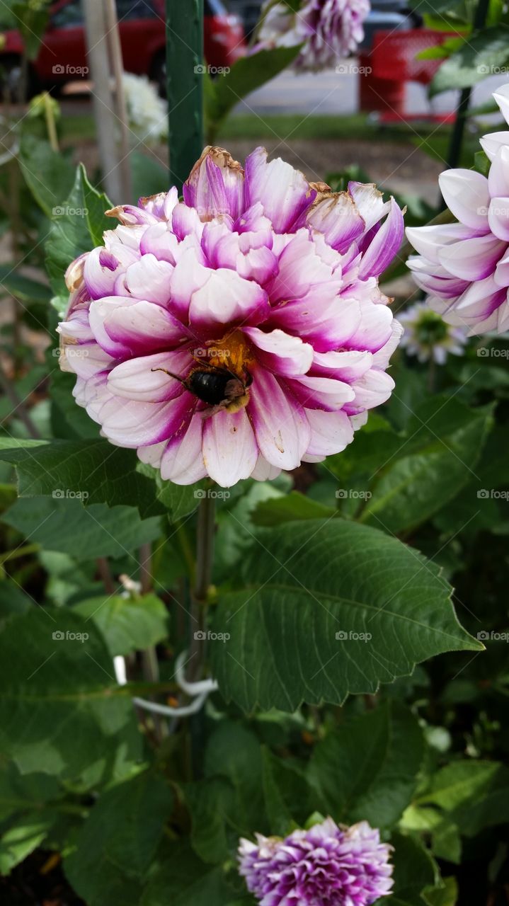 busy bee. pretty gardens