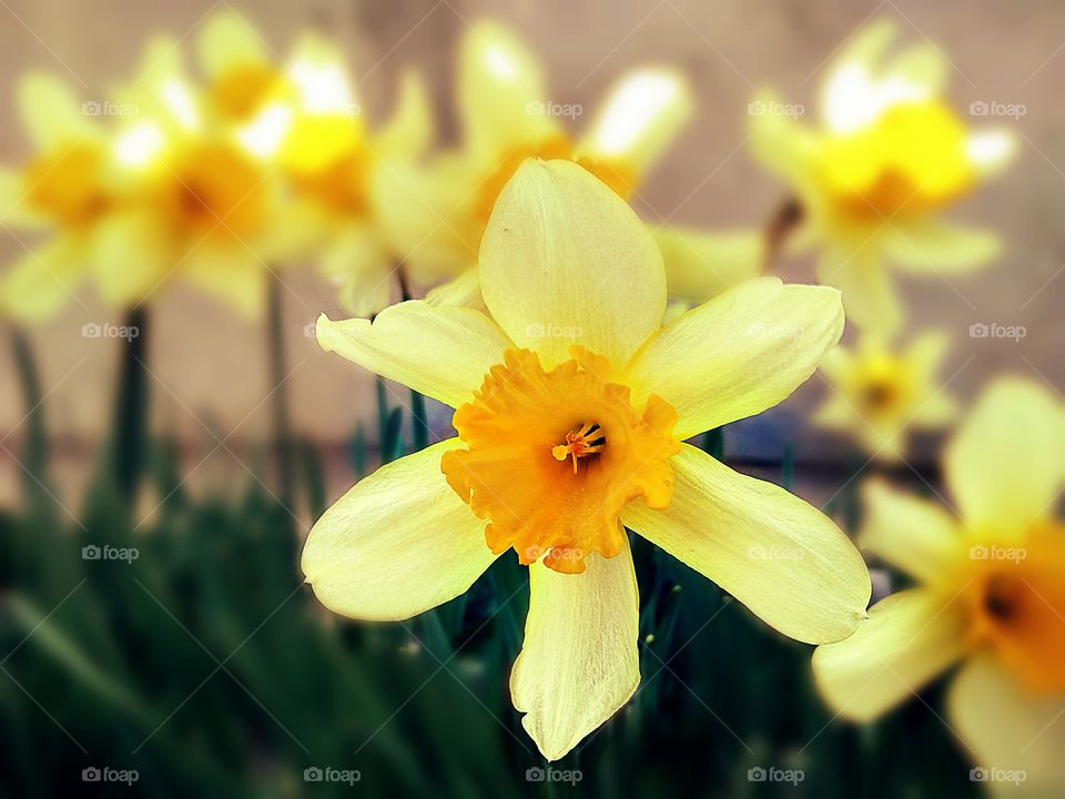 beautiful yellow flowers of sрring